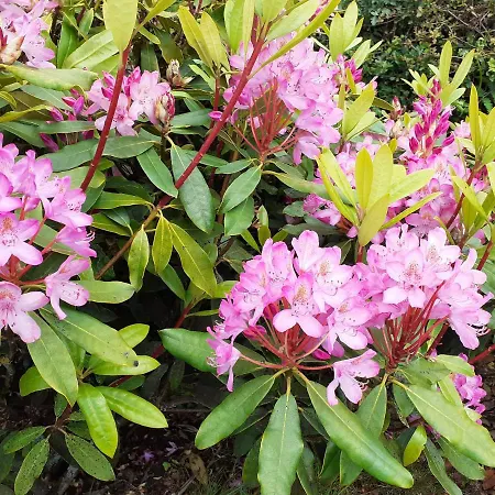 Fraoch * Garrykennedy