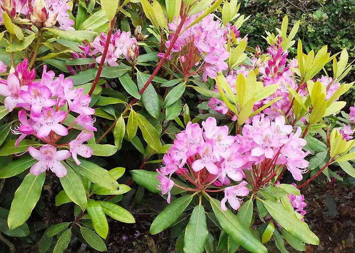 Fraoch * Garrykennedy